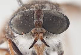 Attēlu rezultāti vaicājumam “Tabanidae”