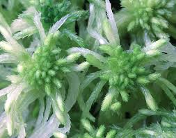 Attēlu rezultāti vaicājumam “Sphagnum flexuosum”