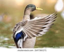 Attēlu rezultāti vaicājumam “Anas platyrhynchos male”