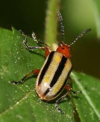 Attēlu rezultāti vaicājumam “Chrysomelidae”