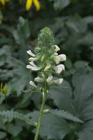 Attēlu rezultāti vaicājumam “Pedicularis palustris subsp. opsiantha”