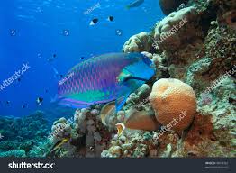 Image result for Chlorurus gibbus