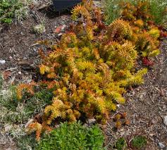 Attēlu rezultāti vaicājumam “Sedum rupestre”