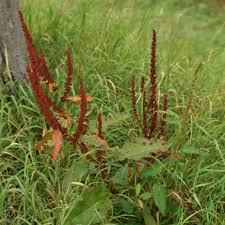 Attēlu rezultāti vaicājumam “Rumex obtusifolius fruit”