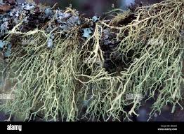 Attēlu rezultāti vaicājumam “Evernia divaricata”