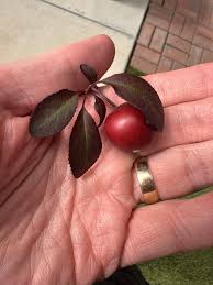 Attēlu rezultāti vaicājumam “Prunus cerasifera fruit”