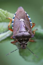 Attēlu rezultāti vaicājumam “Pinthaeus sanguinipes”