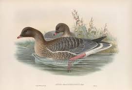 Attēlu rezultāti vaicājumam “Anser brachyrhynchus”