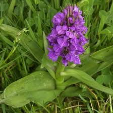 Attēlu rezultāti vaicājumam “Dactylorhiza cruenta flower”