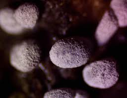 Attēlu rezultāti vaicājumam “Physarum ovisporum”