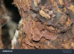 Attēlu rezultāti vaicājumam “Hymenochaete rubiginosa”