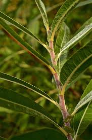 Attēlu rezultāti vaicājumam “Salix myrsinifolia male flower”