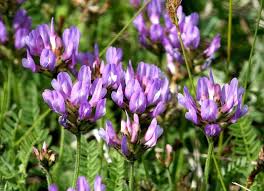 Attēlu rezultāti vaicājumam “Astragalus danicus fruit”