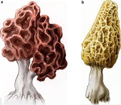 Attēlu rezultāti vaicājumam “Gyromitra”