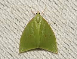 Attēlu rezultāti vaicājumam “Nolidae”