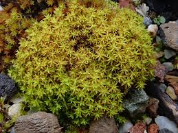 Attēlu rezultāti vaicājumam “Barbula unguiculata”