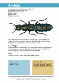 Billedresultat for rovbille