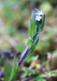 Attēlu rezultāti vaicājumam “Myosotis ramosissima flower”