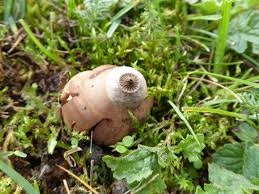 Attēlu rezultāti vaicājumam “Geastrum minimum”