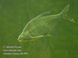 Attēlu rezultāti vaicājumam “Abramis brama”