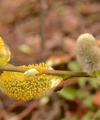 Attēlu rezultāti vaicājumam “Salix daphnoides subsp. acutifolia bud”