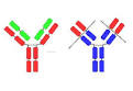 o <b>anticuerpos</b> en forma de