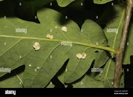 Attēlu rezultāti vaicājumam “Neuroterus albipes”