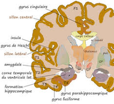Image result for 小羽俊士 道規