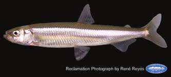 Image result for Osmerus mordax