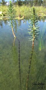 Attēlu rezultāti vaicājumam “Hippuris vulgaris”