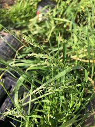 Attēlu rezultāti vaicājumam “Poa trivialis leaf”