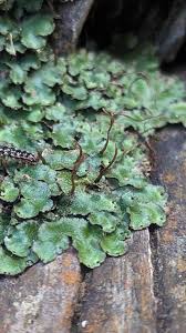 Attēlu rezultāti vaicājumam “Reboulia hemisphaerica”