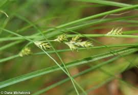 Attēlu rezultāti vaicājumam “Carex remota leaf”
