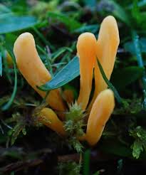 Attēlu rezultāti vaicājumam “Clavulinopsis helvola”