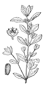 Attēlu rezultāti vaicājumam “Elatinaceae”