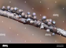 Attēlu rezultāti vaicājumam “Lamproderma arcyrioides”