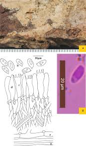 Attēlu rezultāti vaicājumam “Antrodia pulvinascens”
