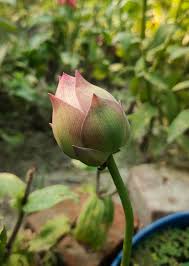 Attēlu rezultāti vaicājumam “Lotus sp. bud”