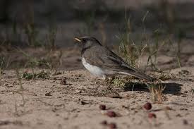 Image result for Turdus ruficollis