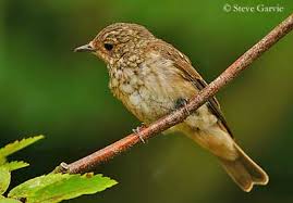 Attēlu rezultāti vaicājumam “Muscicapa striata juvenile”