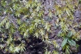 Attēlu rezultāti vaicājumam “Pohlia wahlenbergii sporophyte”