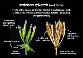 Attēlu rezultāti vaicājumam “Anthriscus sylvestris bud”