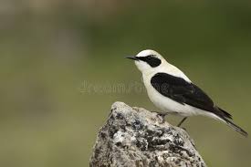 Image result for Oenanthe hispanica