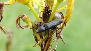 Attēlu rezultāti vaicājumam “Ectinus aterrimus”