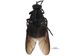 Attēlu rezultāti vaicājumam “Clitellaria ephippium”