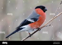 Attēlu rezultāti vaicājumam “Pyrrhula pyrrhula male”