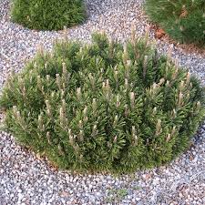 Attēlu rezultāti vaicājumam “Pinus mugo”