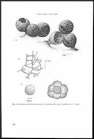 Attēlu rezultāti vaicājumam “Badhamia dubia spores”