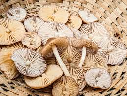 Attēlu rezultāti vaicājumam “Crepidotus versutus”