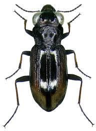 Attēlu rezultāti vaicājumam “Notiophilus germinyi”